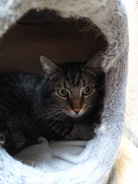 Europäische Hauskatze