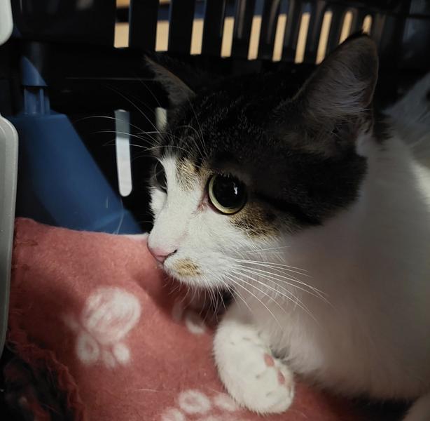 Europäische Hauskatze