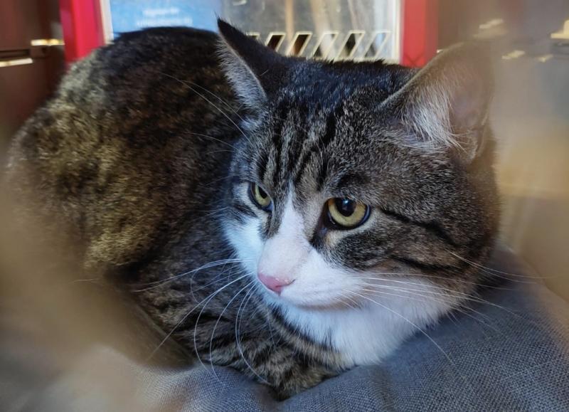 Europäische Hauskatze