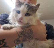 Fundtier Tier-ID 36316