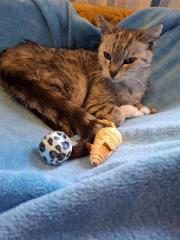 Fundtier Tier-ID 36482