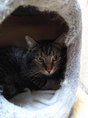 Fundtier Tier-ID 36481