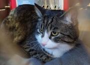 Fundtier Tier-ID 36275