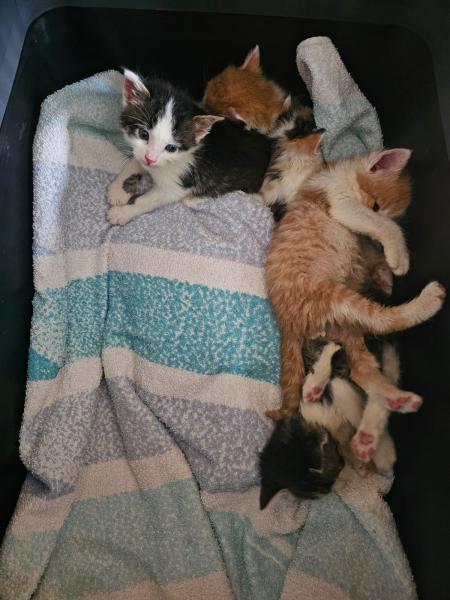 Europäische Hauskatze