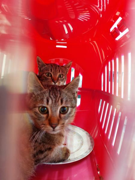 Europäische Hauskatze