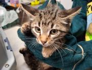 Fundtier Tier-ID 38035