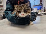 Fundtier Tier-ID 38139