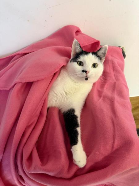 Europäische Hauskatze