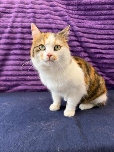 Europäische Hauskatze