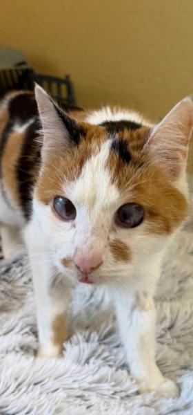 Europäische Hauskatze