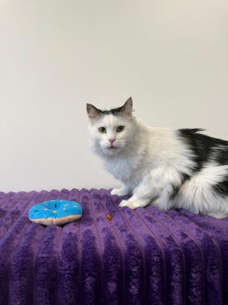 Europäische Hauskatze