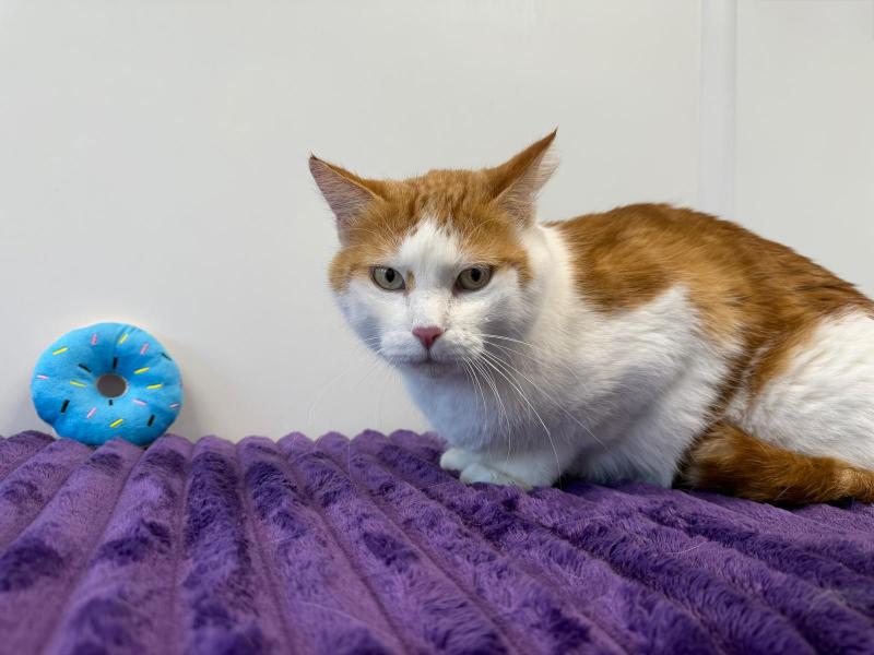 Europäische Hauskatze