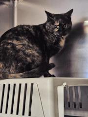 Fundtier Tier-ID 39803