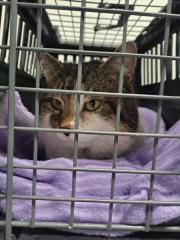 Fundtier Tier-ID 39841