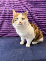 Fundtier Tier-ID 39836