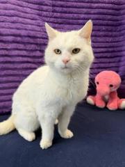 Fundtier Tier-ID 39887