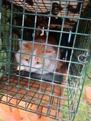 Fundtier Tier-ID 39904