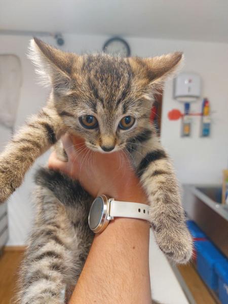 Europäische Hauskatze