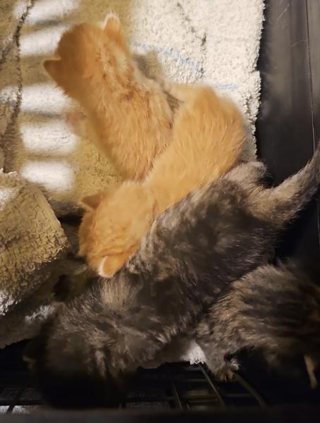 Europäische Hauskatze