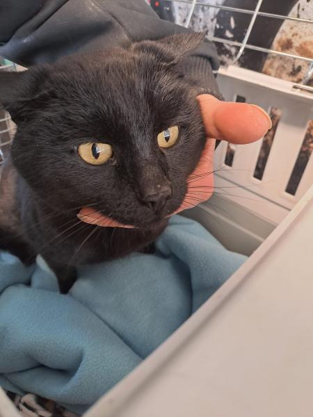 Europäische Hauskatze