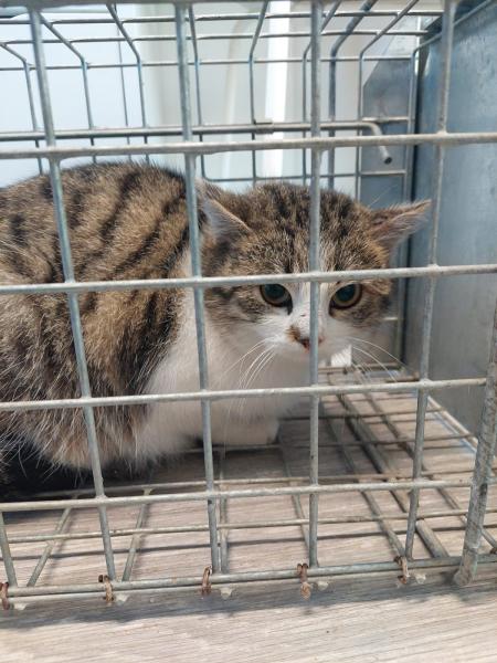 Europäische Hauskatze