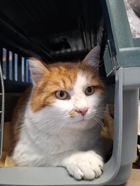 Europäische Hauskatze