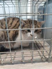 Fundtier Tier-ID 39394