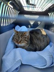 Fundtier Tier-ID 39506