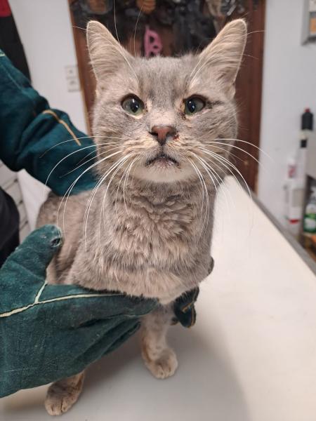 Europäische Hauskatze