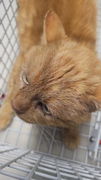 Europäische Hauskatze