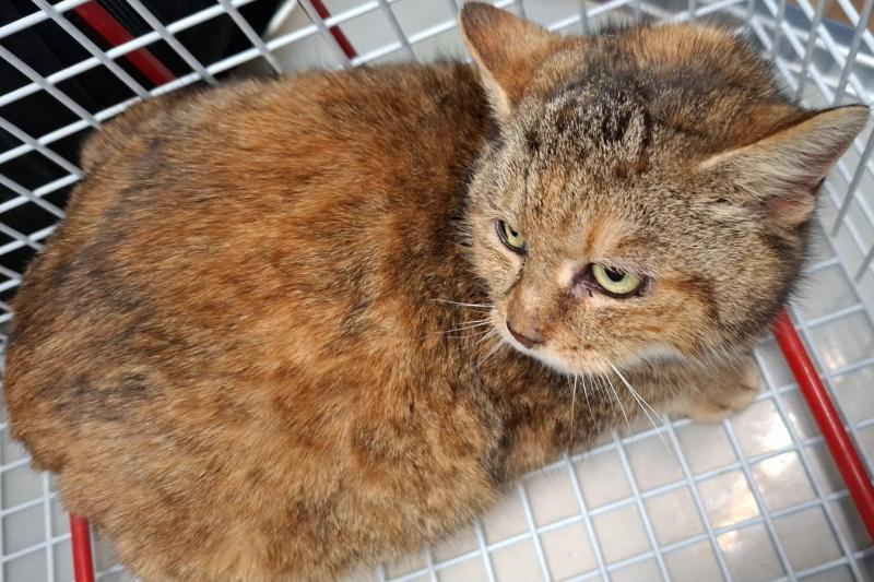 Europäische Hauskatze