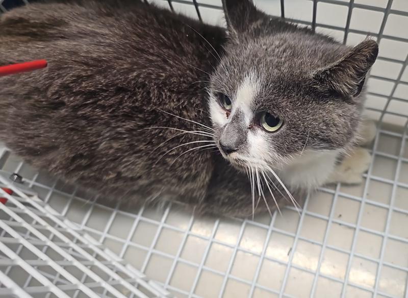 Europäische Hauskatze