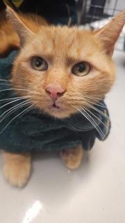 Fundtier Tier-ID 39298