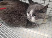 Fundtier Tier-ID 39296