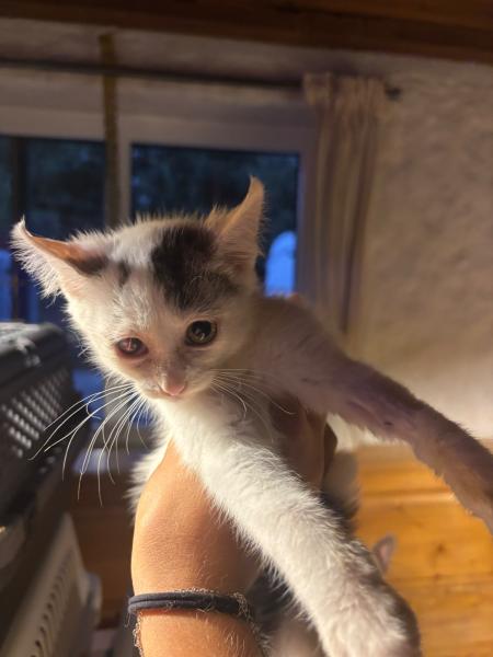 Europäische Hauskatze