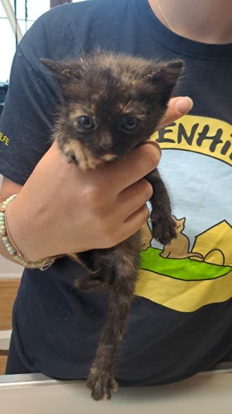 Europäische Hauskatze