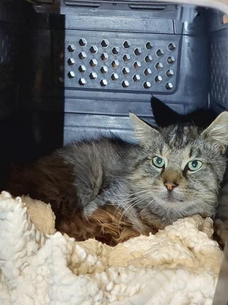 Europäische Hauskatze
