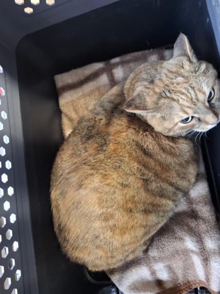 Europäische Hauskatze