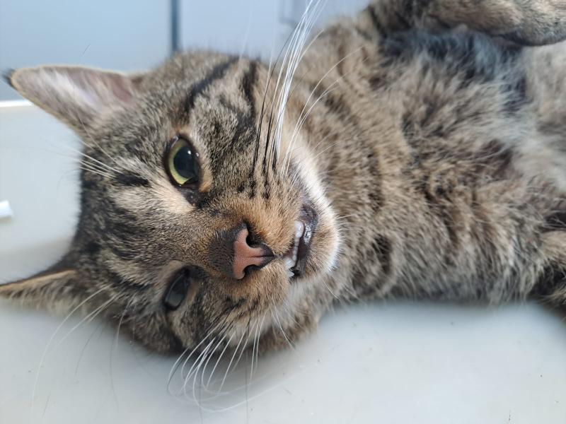 Europäische Hauskatze