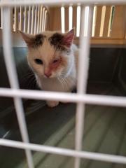 Fundtier Tier-ID 39616