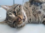 Fundtier Tier-ID 39704