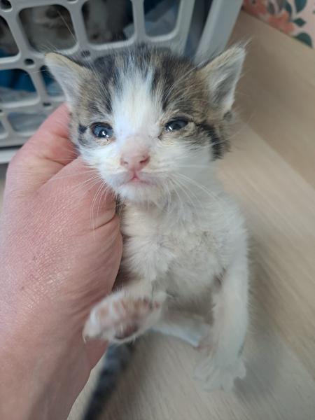 Europäische Hauskatze