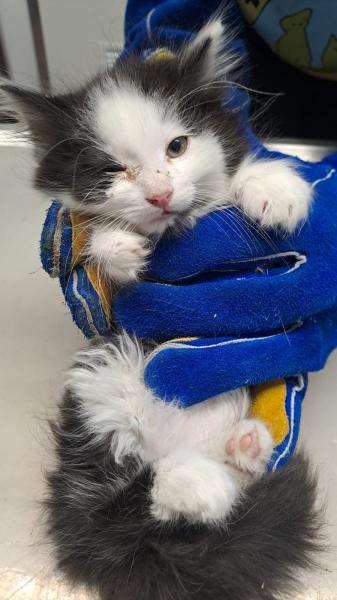 Europäische Hauskatze