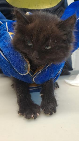 Europäische Hauskatze