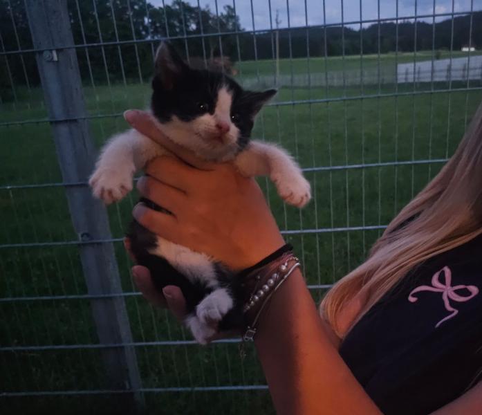 Europäische Hauskatze