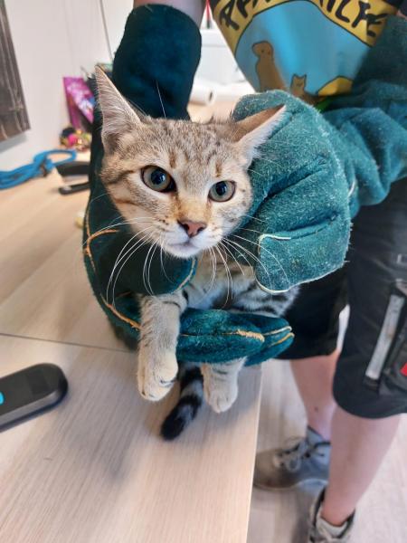 Europäische Hauskatze