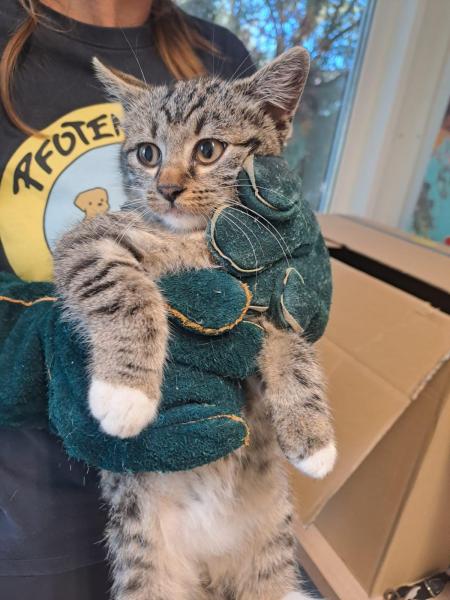 Europäische Hauskatze