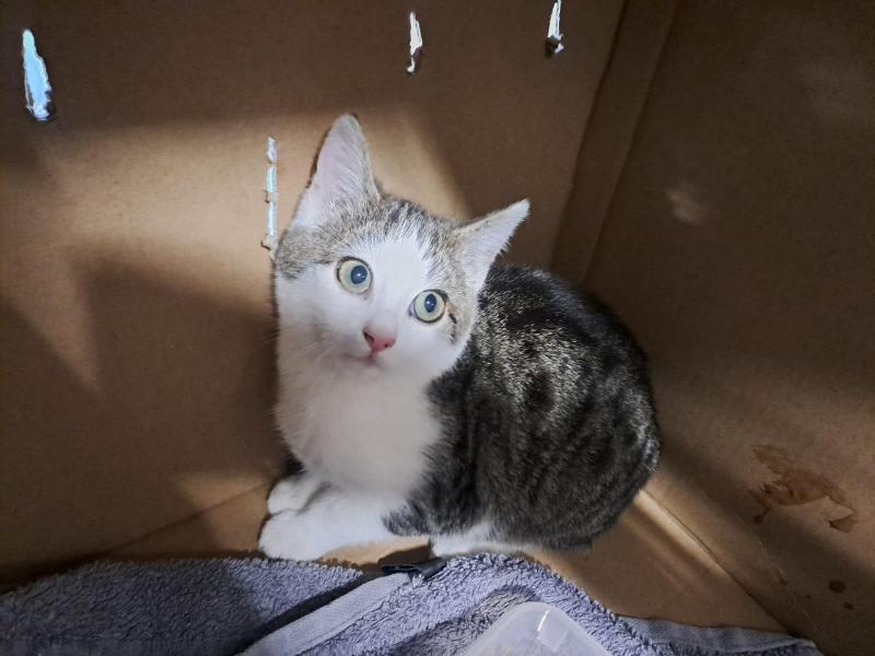 Europäische Hauskatze