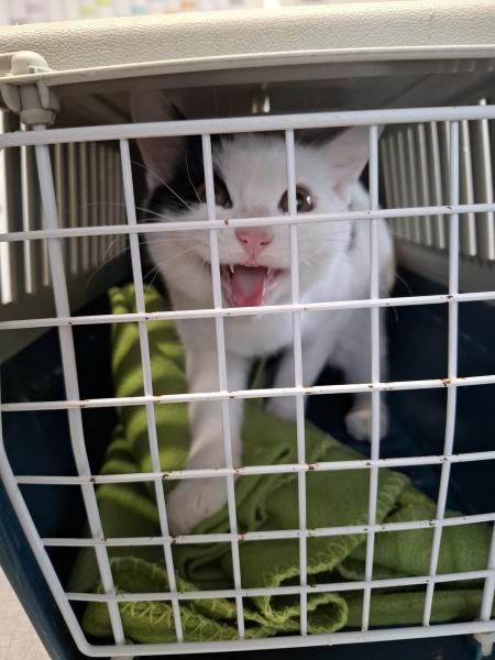 Europäische Hauskatze