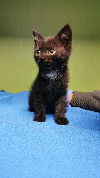 Europäische Hauskatze